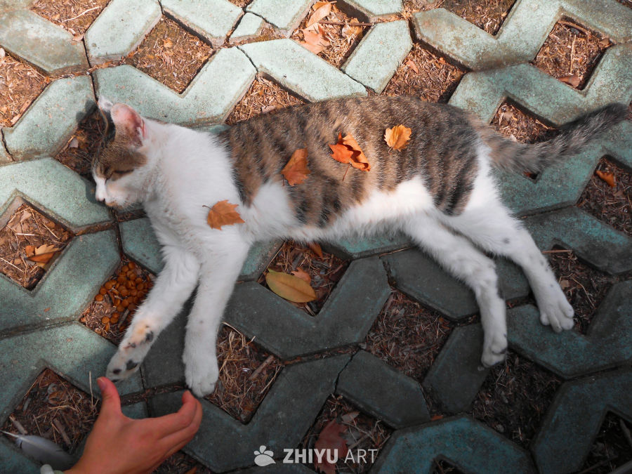 好米的猫猫