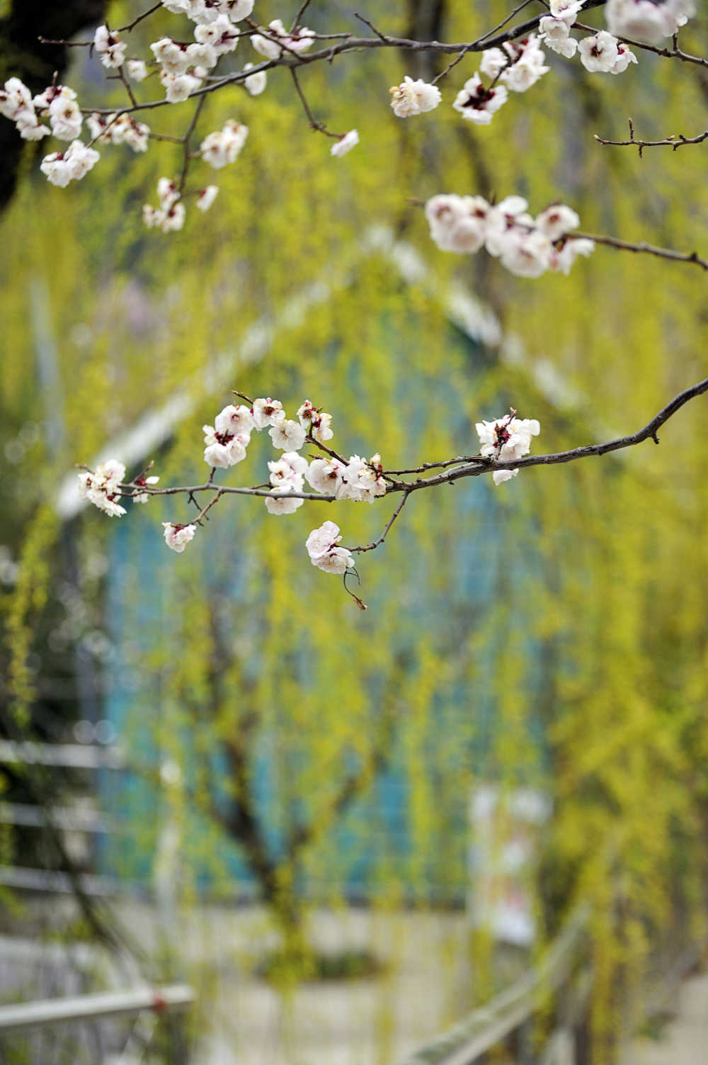 梅花春色