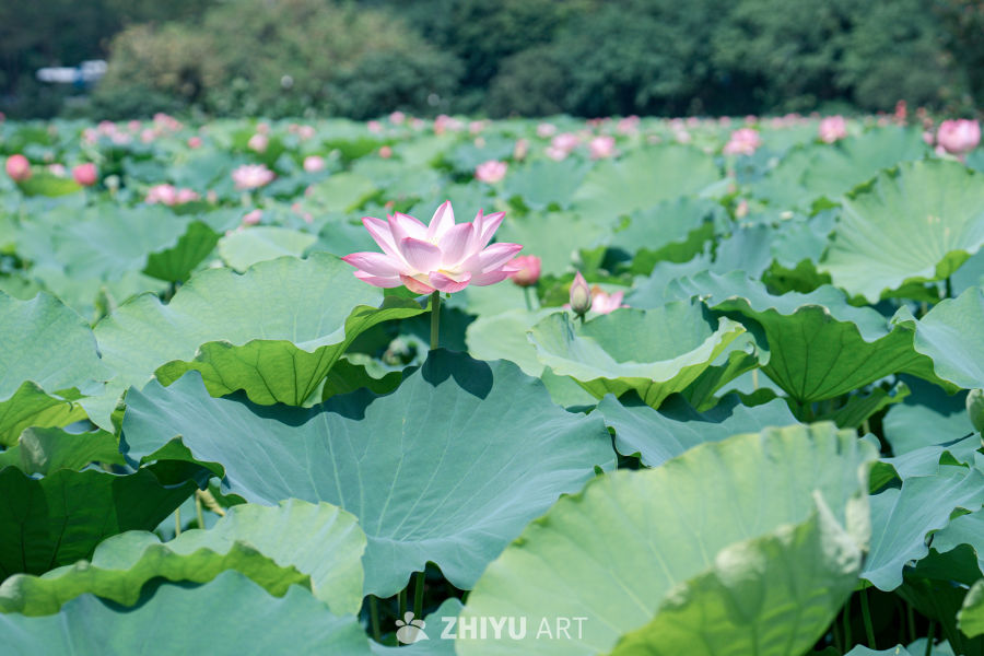 荷花 8
