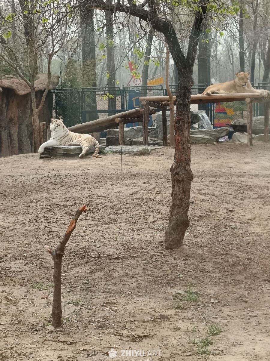 动物园里的悠闲时光