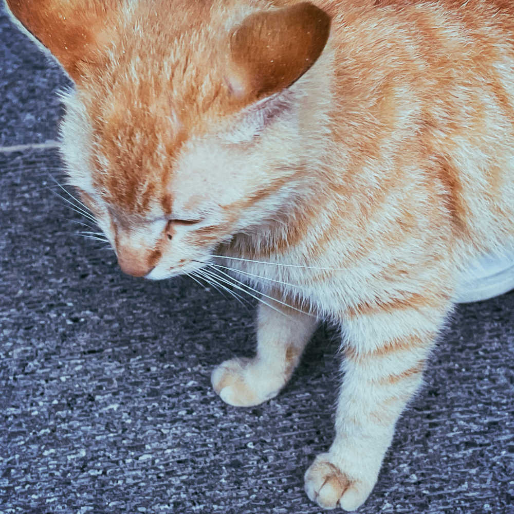 生气的猫