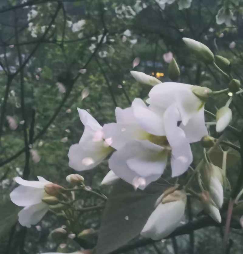 梦花