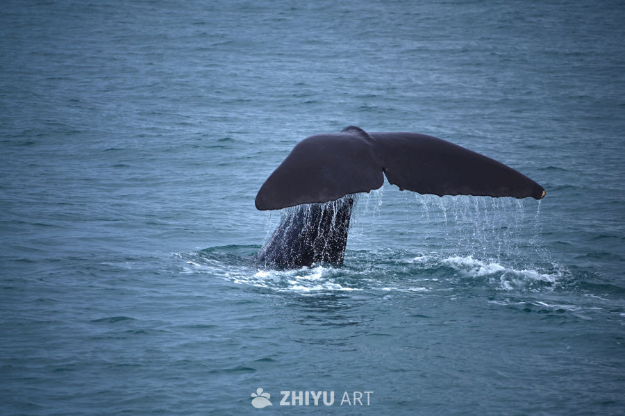 新西兰凯库拉海上看抹香鲸潜水甩尾 7