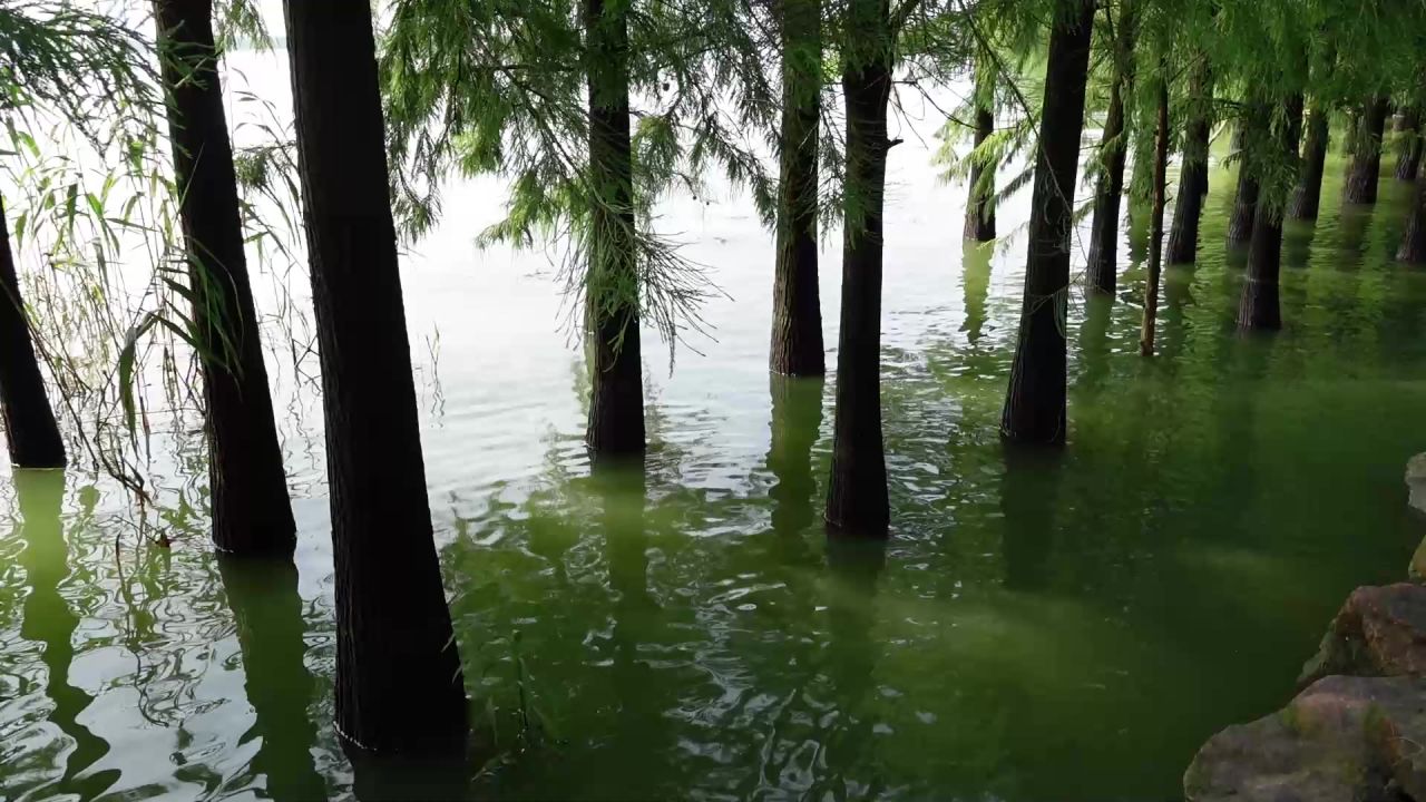 湿地公园湖边