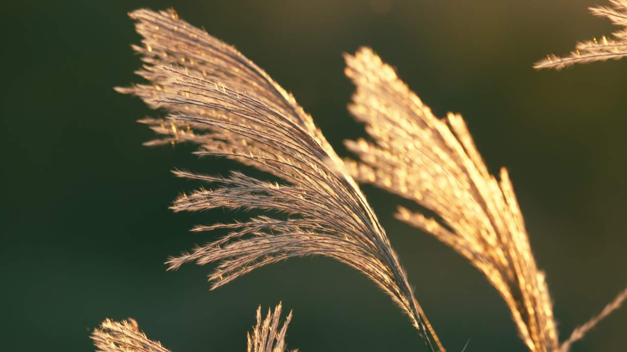 秋天芦苇荻芒菖蒲 1