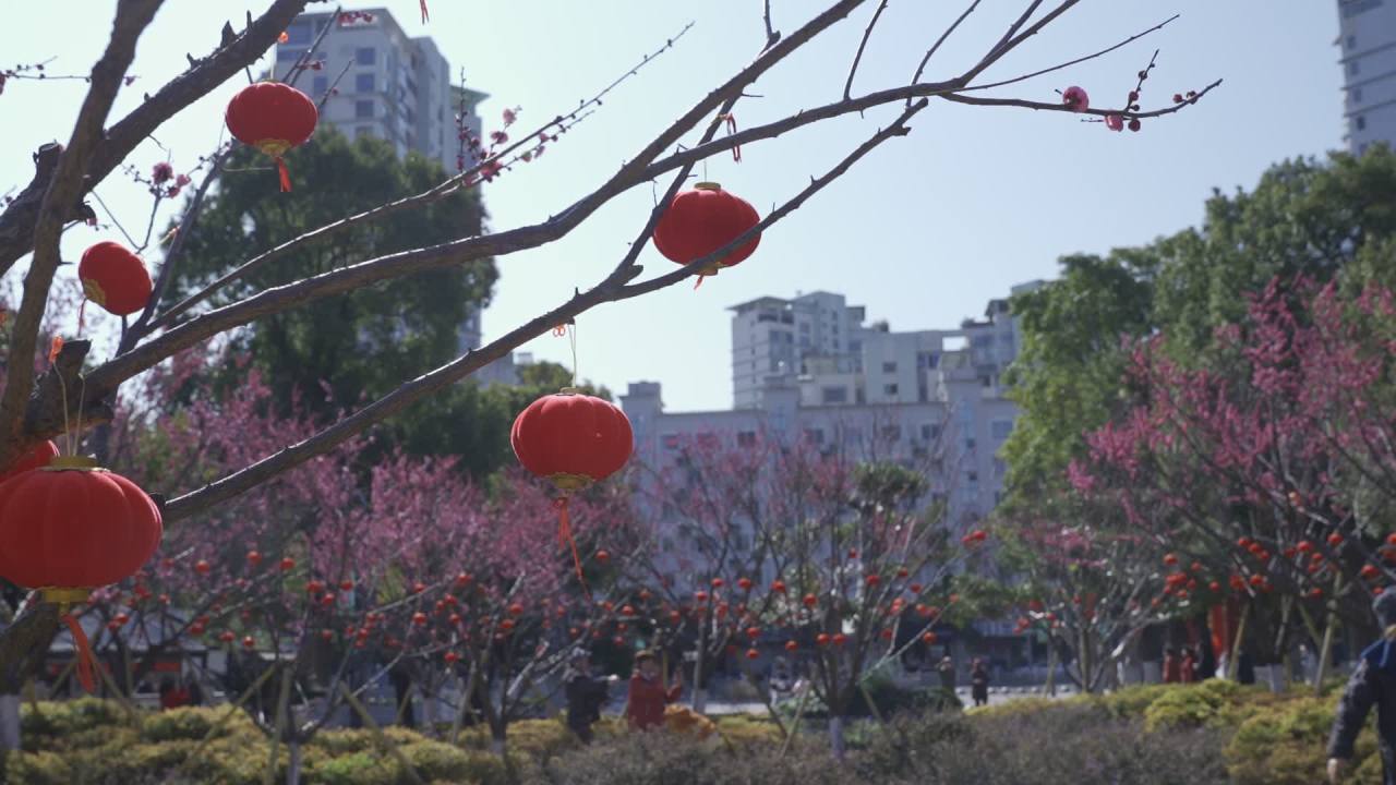 冬天的梅花 14