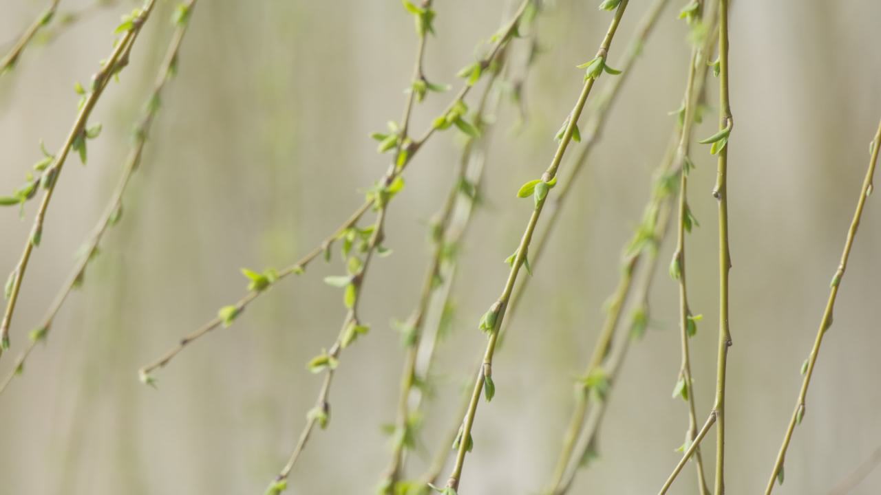 植物树木树叶绿色 29