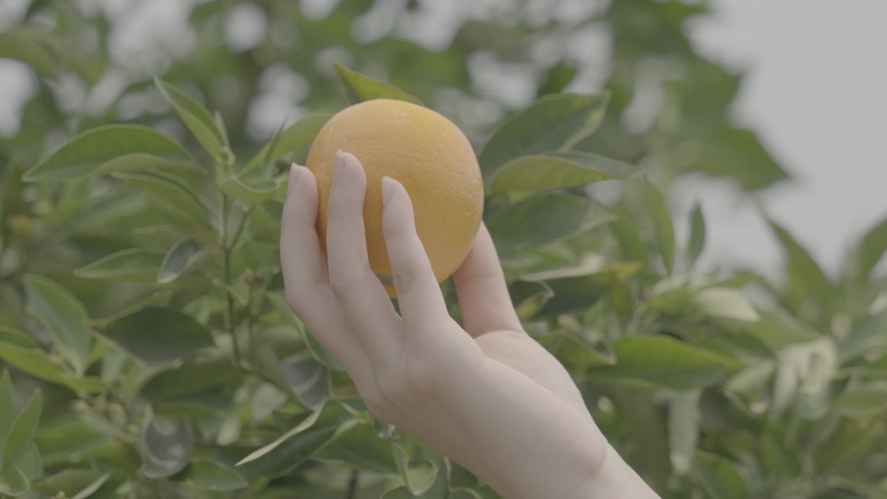 手捧橙子的宁静时光