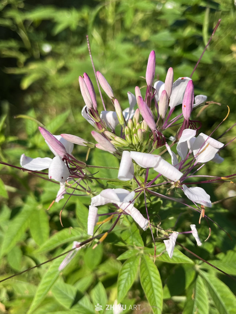 阳光下的白色蜘蛛花