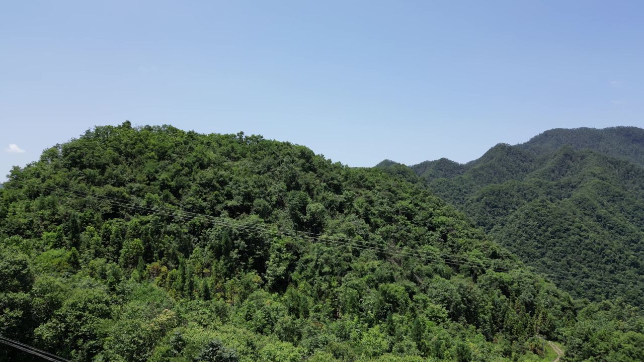 航拍湖北神农架林区森林植物