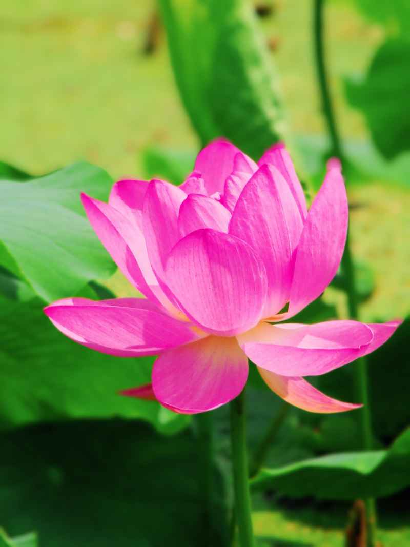 荷花（大光圈虚化） 12