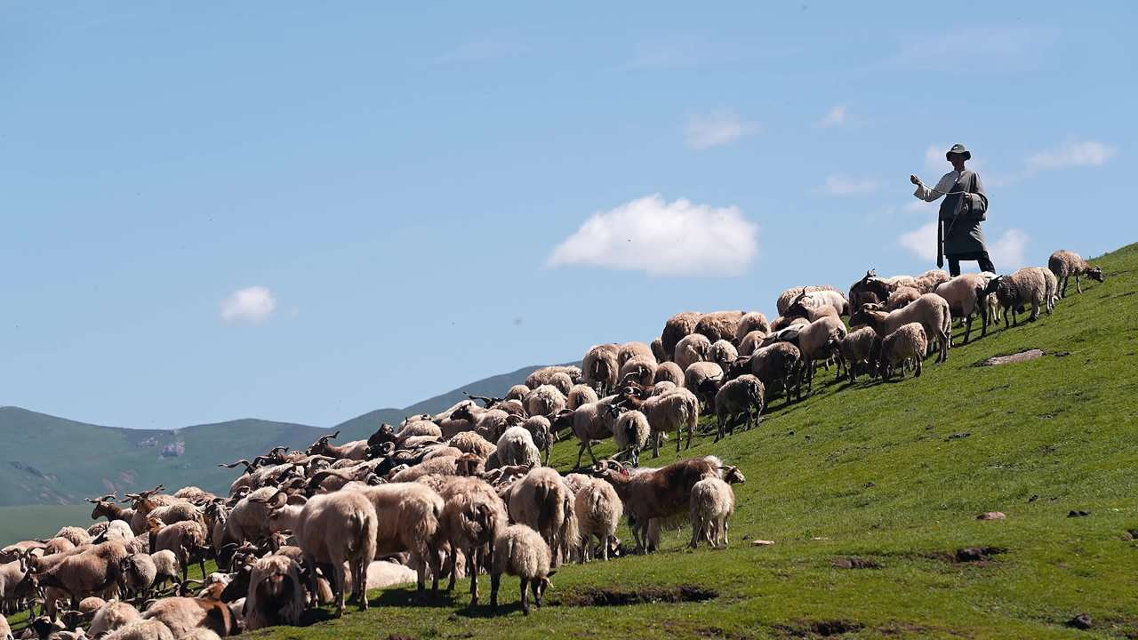 牧民放羊高山草坡