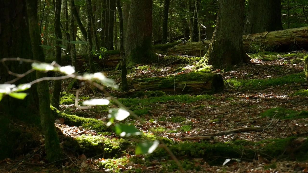 苔木老死树桩