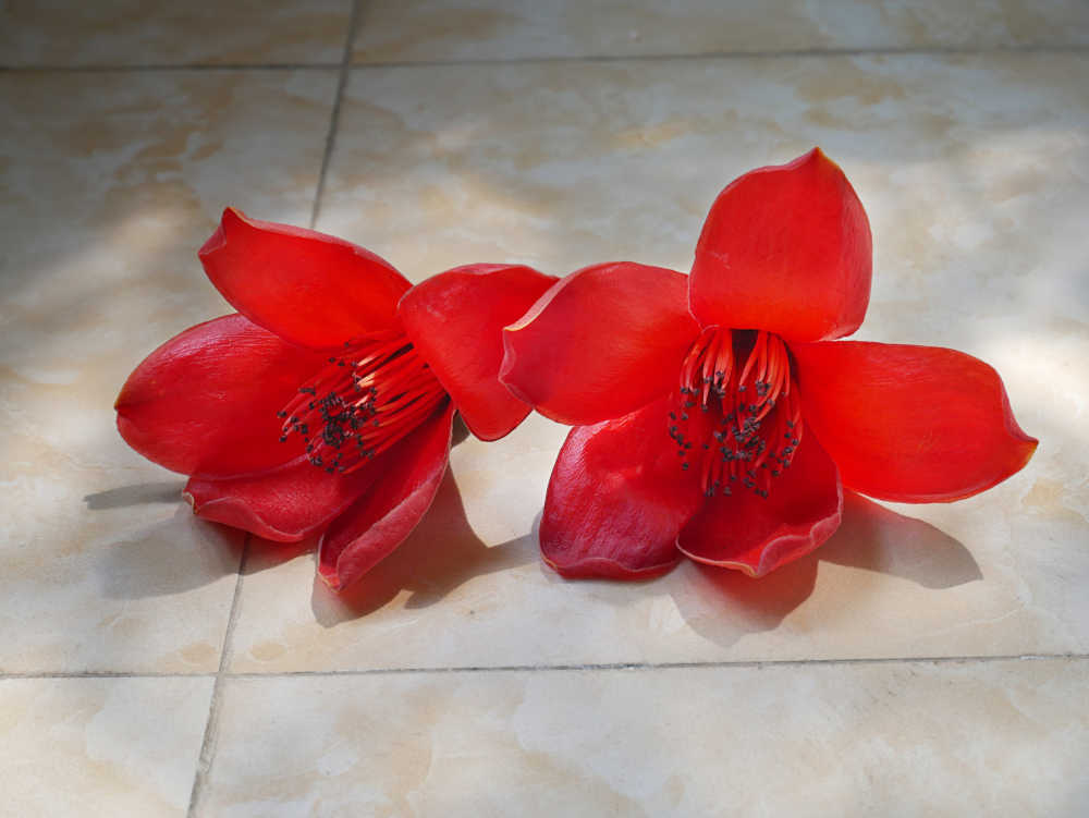 两朵木棉花