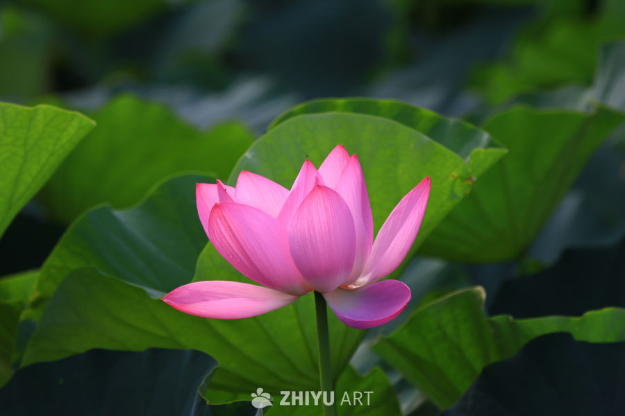盛夏荷花 158