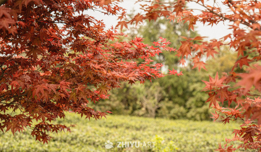 秋日红枫映景