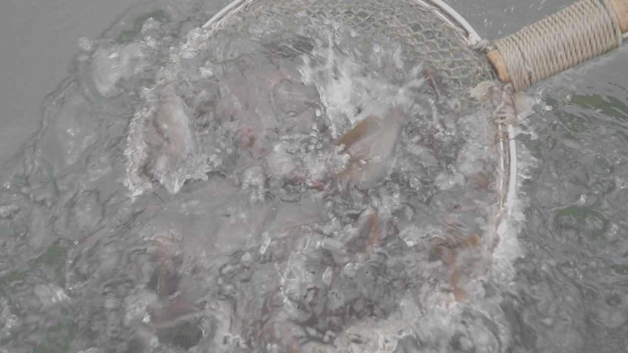 渔民捞鱼作业场景