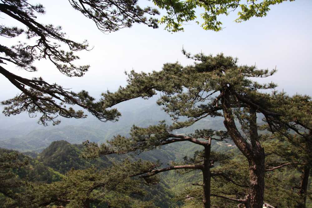树于山