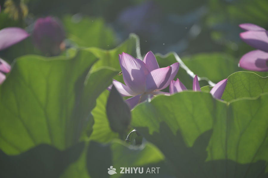 荷叶下的莲花