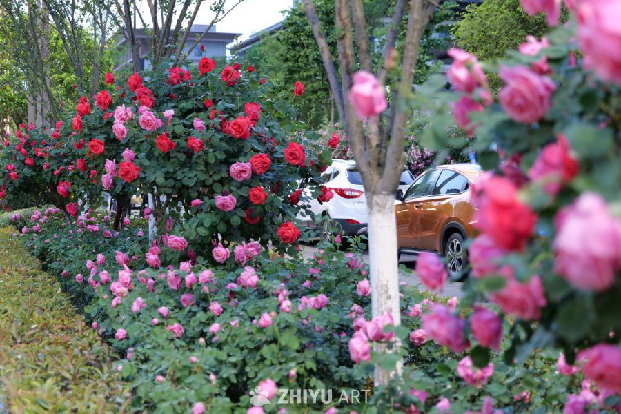月季花 35