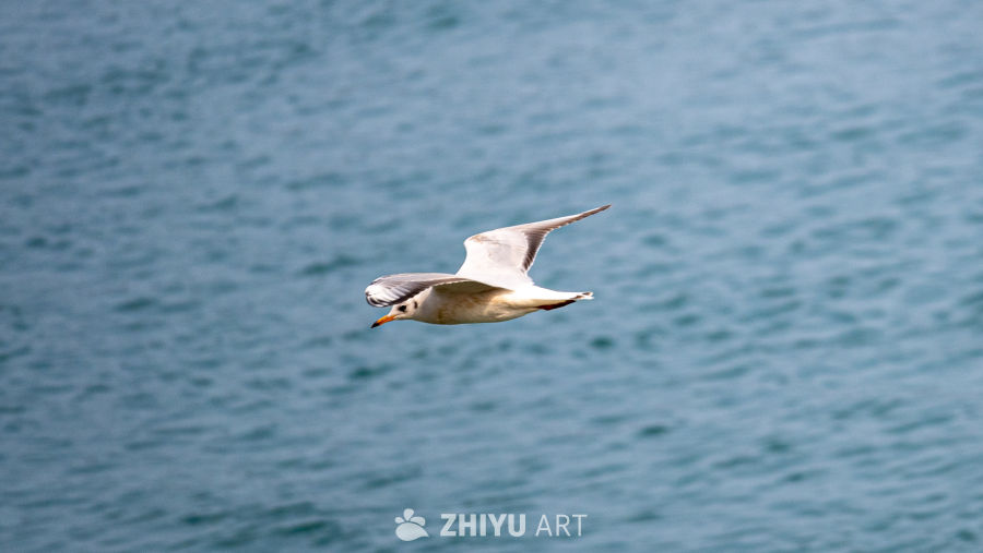 海鸥翱翔