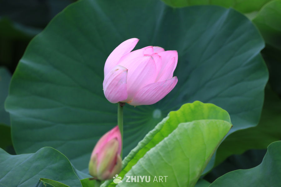荷花 61