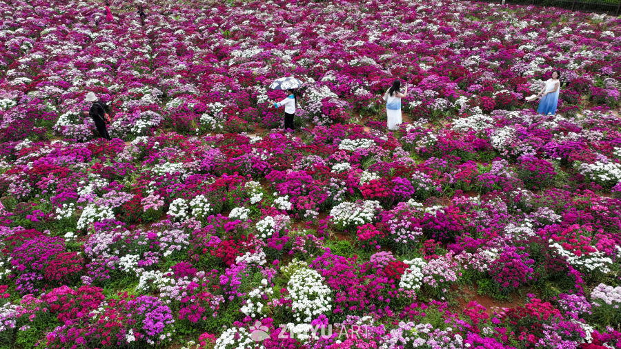花海 12