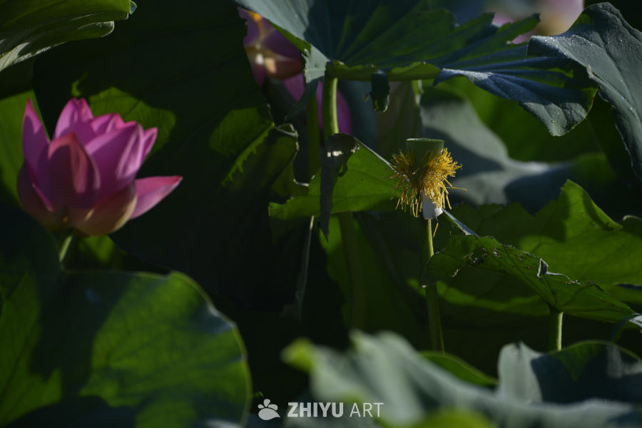 莲叶间的小花