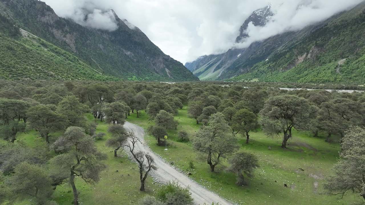 高山峡谷河流沙棘林航拍