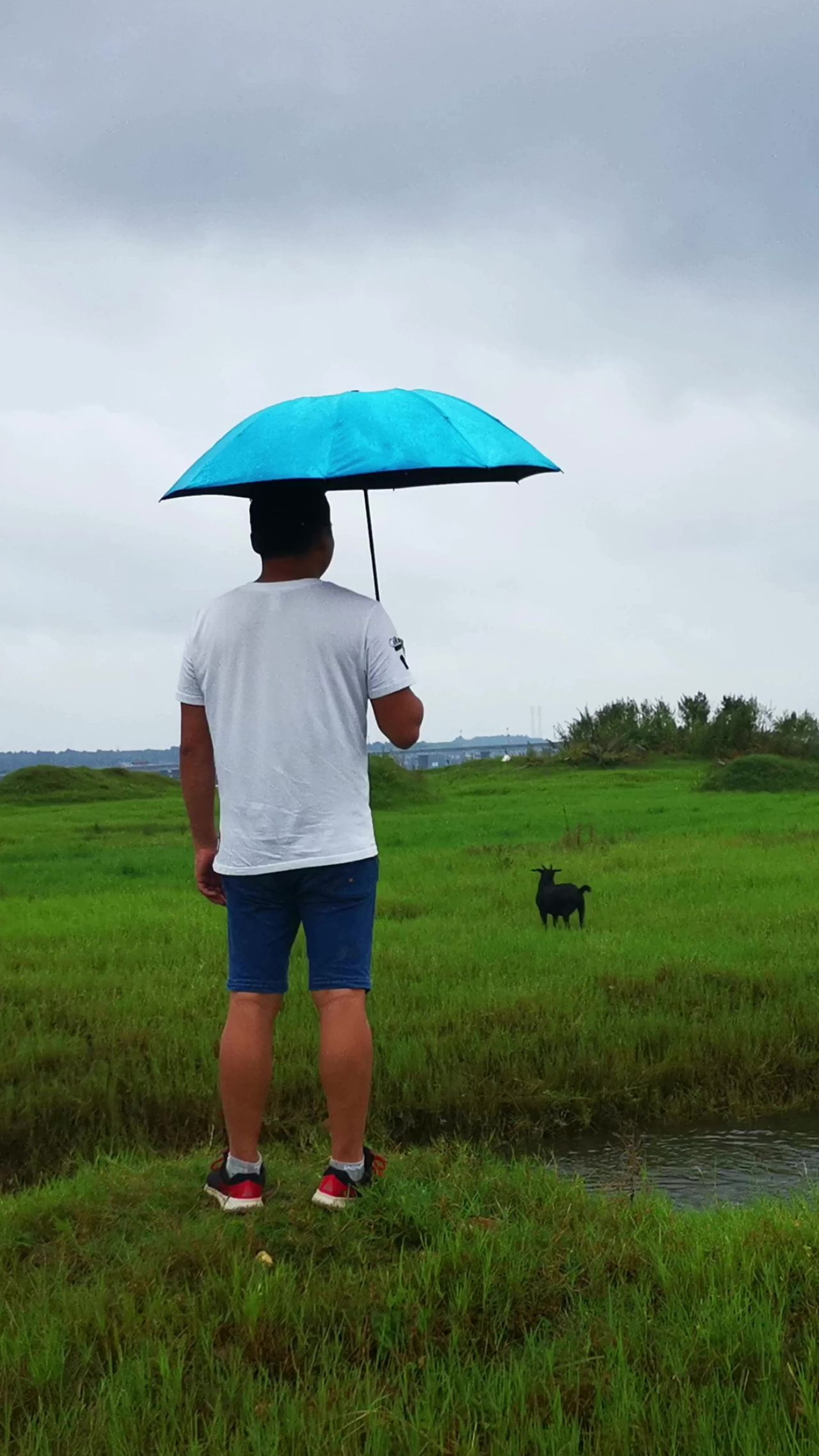 雨中男人撑伞竖屏视频