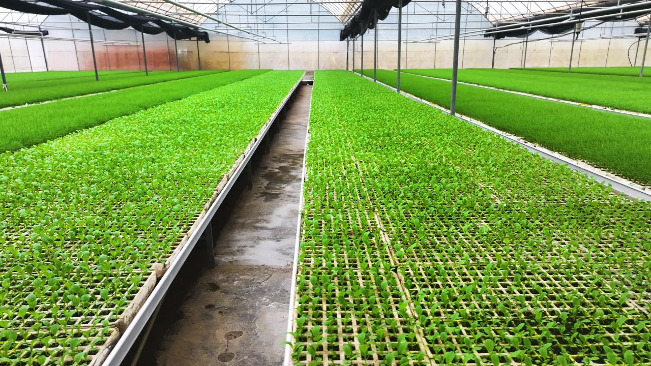 4k现代科技大棚  大棚蔬菜育苗