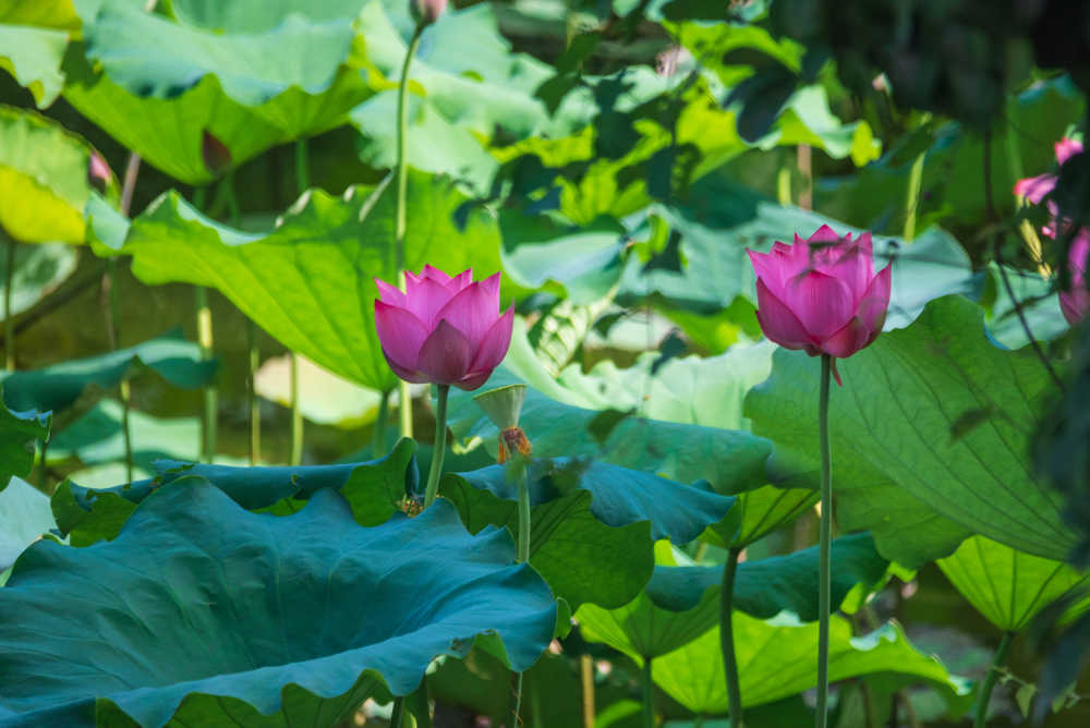 荷花