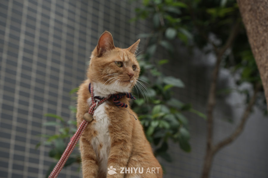 猫咪 6
