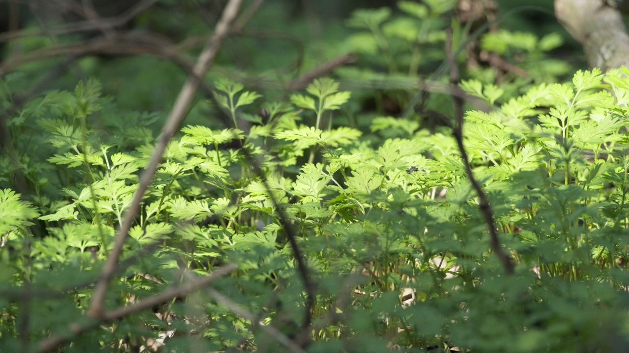 树木绿植自然4K实拍镜头