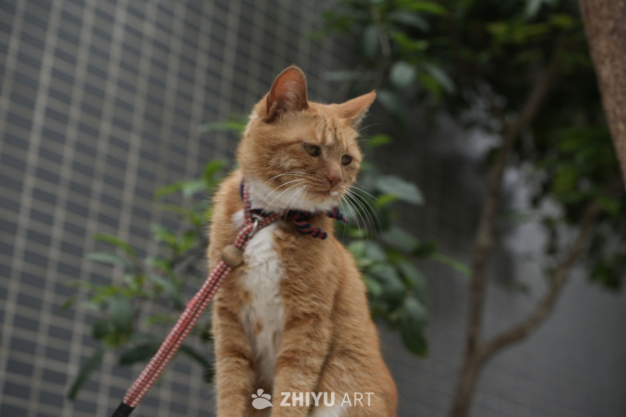 猫咪 5