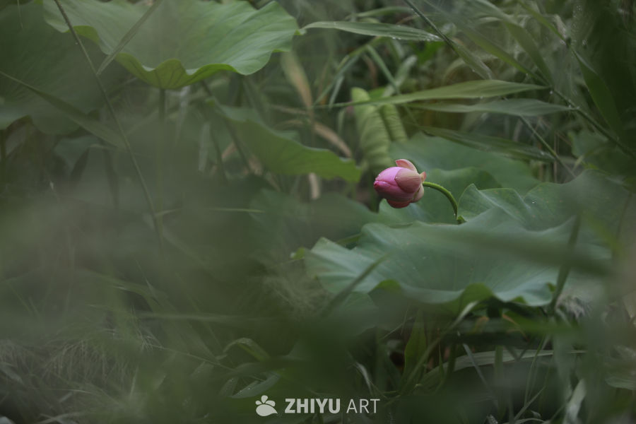 雨后荷塘