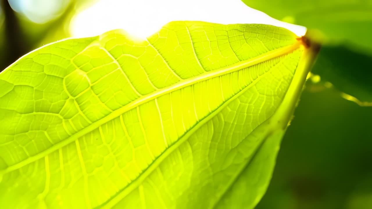 一片桦树叶在明亮的阳光下，特写镜头靠近叶片的叶脉。
