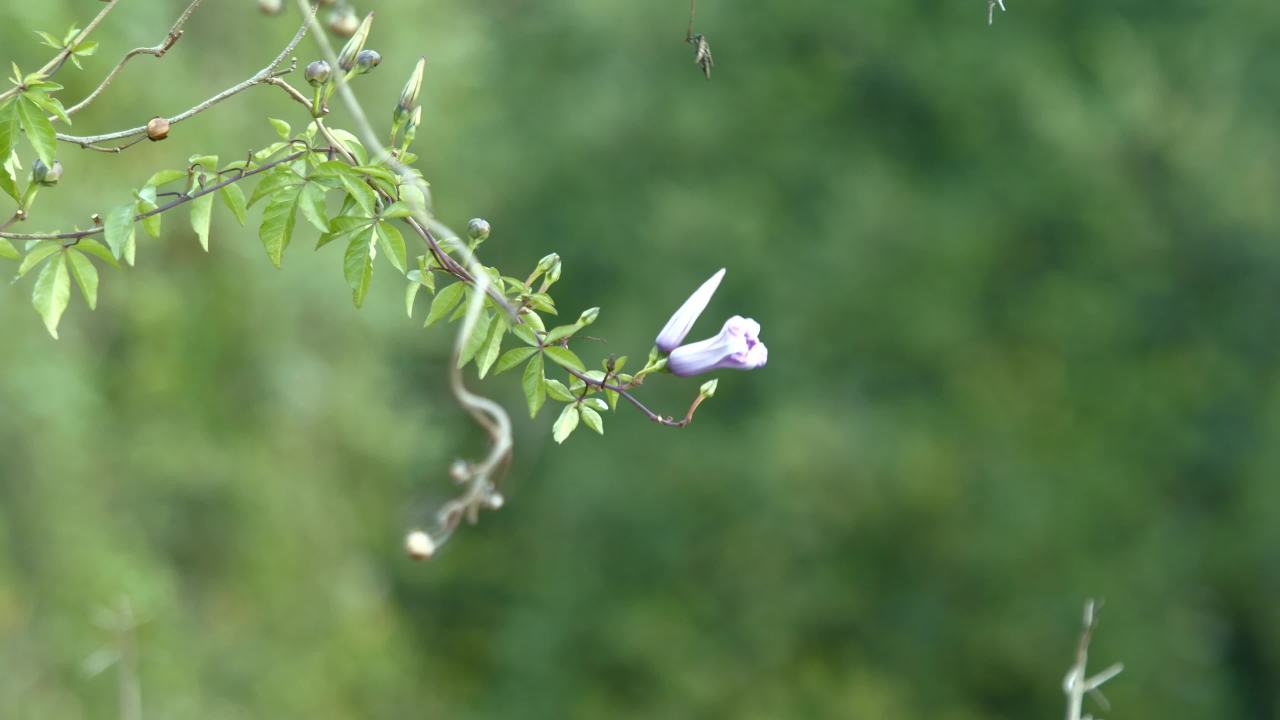 紫色花蕾在微风中摇曳