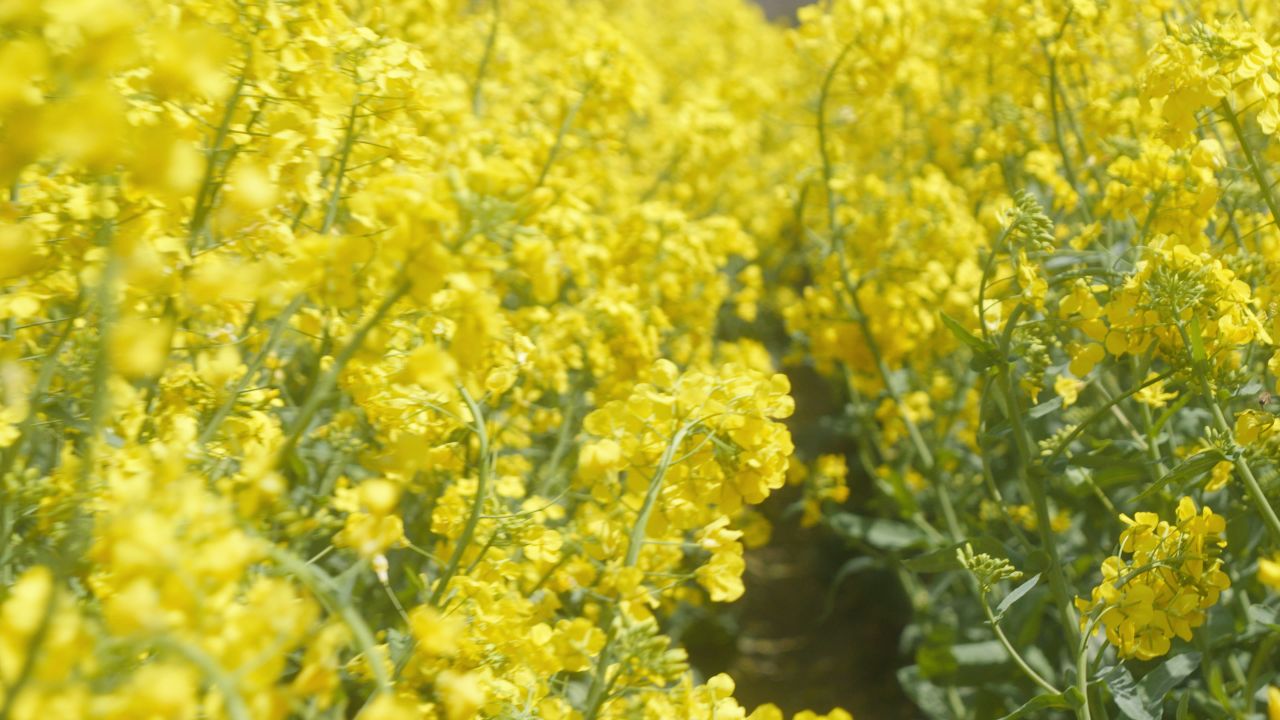 春天农村油菜花海蜜蜂采蜜 32