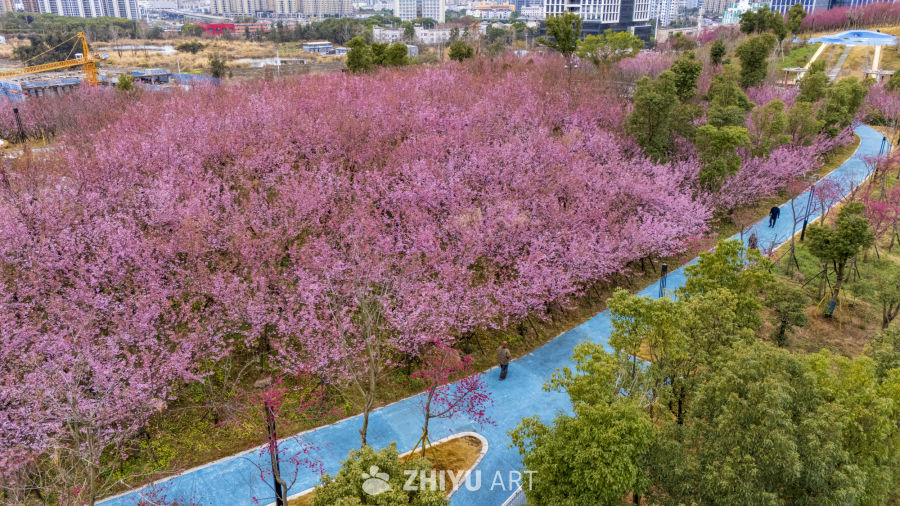 春日樱花盛开的公园