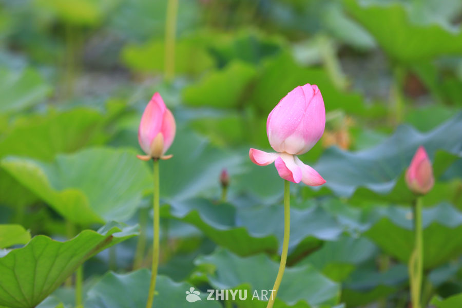 盛夏荷花 28