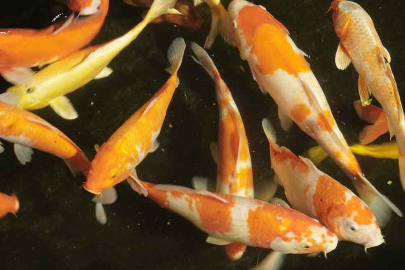 锦鲤池
