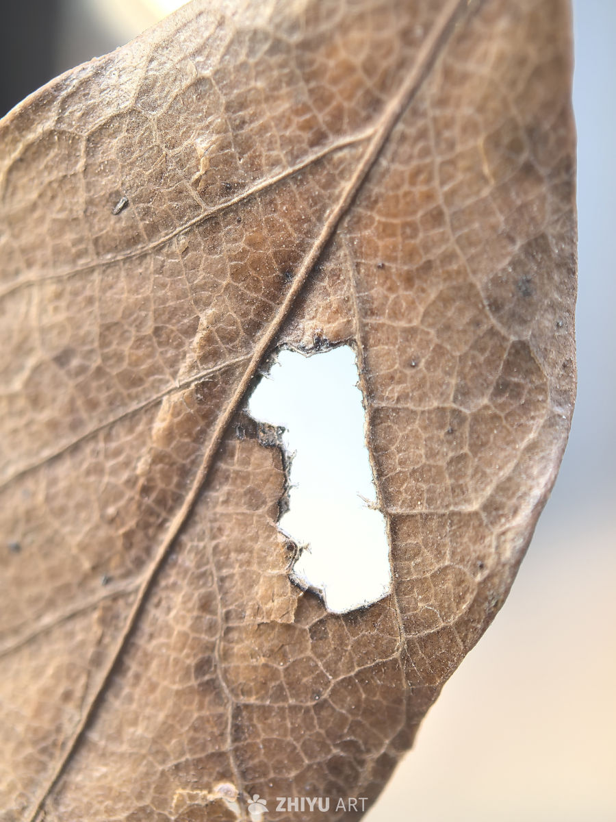 自然世界的奇迹之美