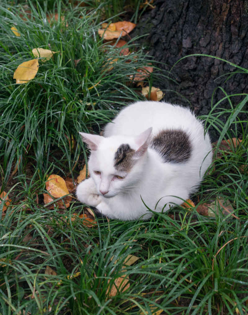 西园寺 小猫 4