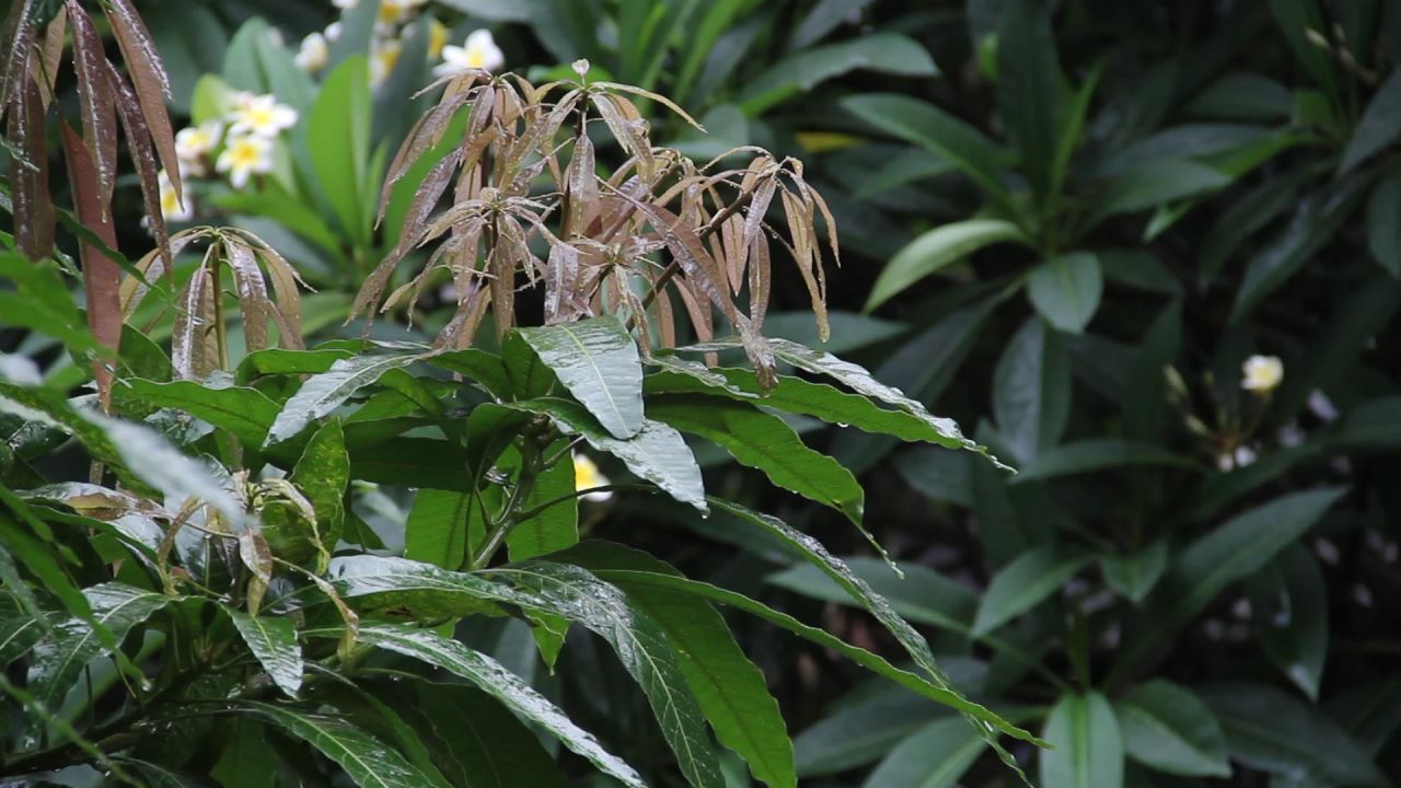 雨中的芒果树新叶