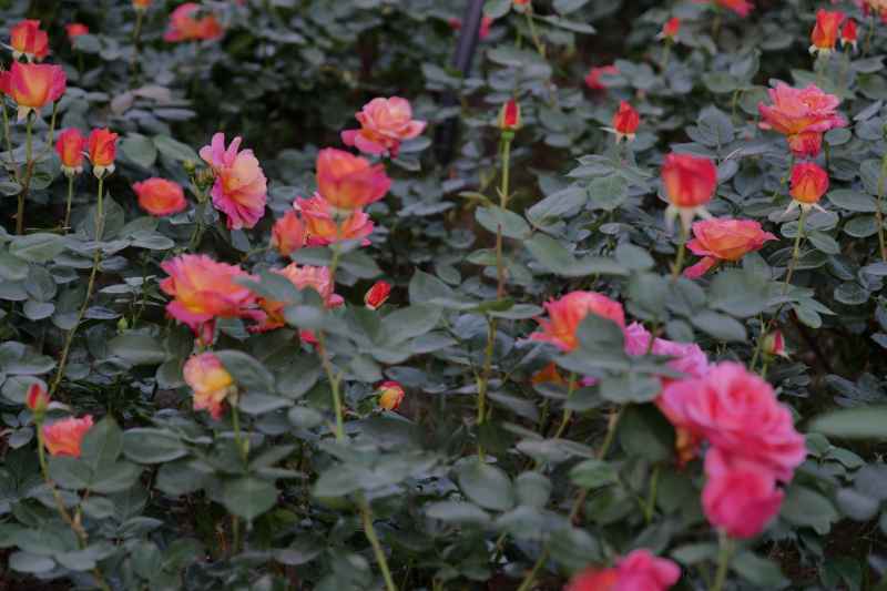 月季花 34