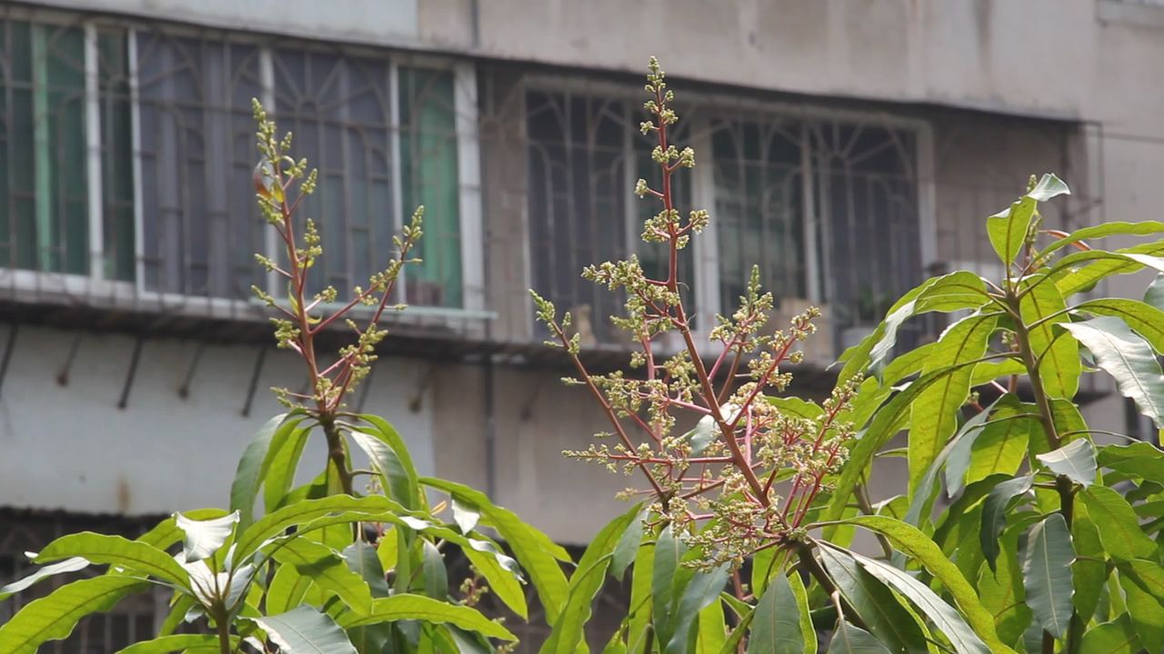 三月树梢芒果花2