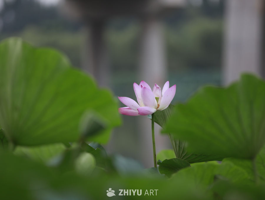 荷塘静谧