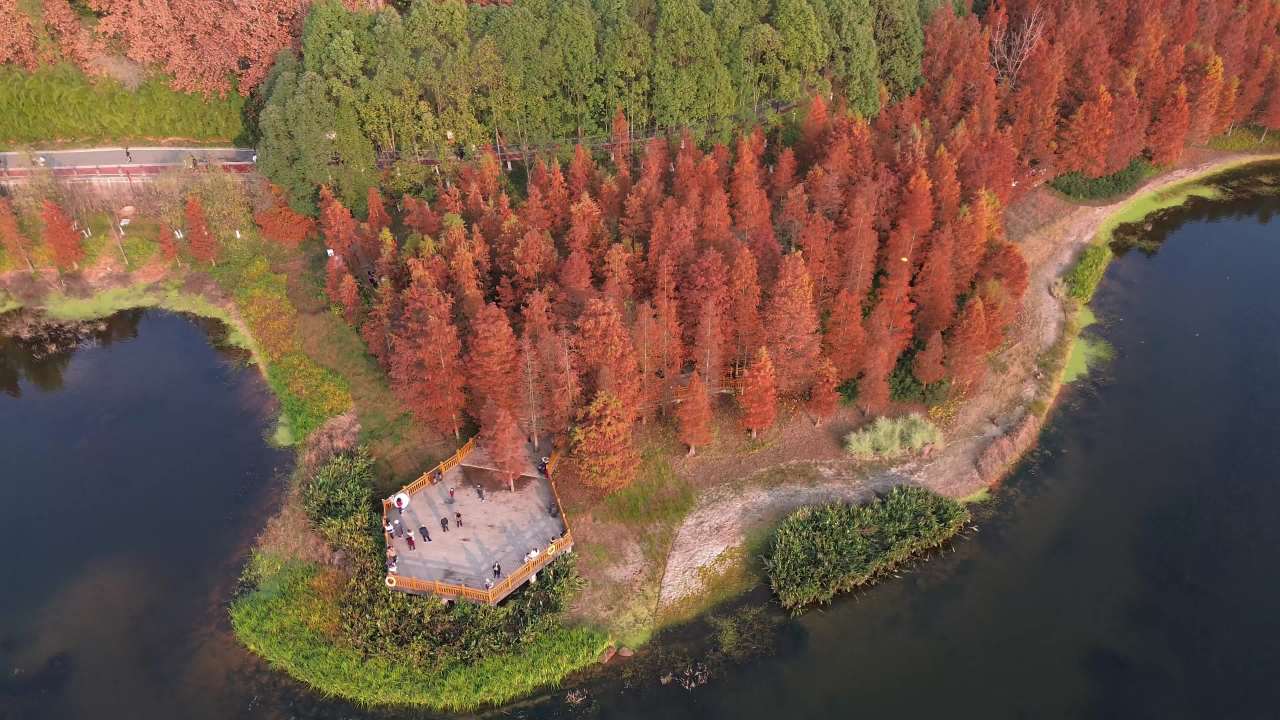 德阳市东湖山红杉林航拍 8
