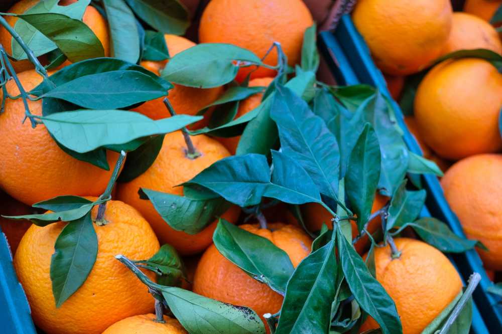 橘子水果维生素健康